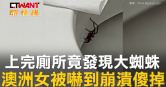 圖說-上完廁所竟發現大蜘蛛　澳洲女被嚇到崩潰傻掉