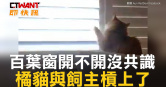 圖說-百葉窗開不開沒共識　橘貓與飼主槓上了