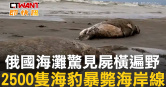 圖說-俄國海灘驚見屍橫遍野　2500隻海豹暴斃海岸線