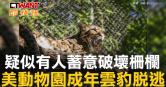 圖說-疑似有人蓄意破壞柵欄　美動物園成年雲豹脫逃