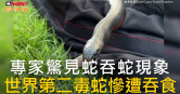 圖說-專家驚見蛇吞蛇現象  世界第二毒蛇慘遭吞食