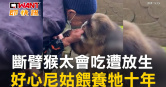 圖說-斷臂猴太會吃遭放生　好心尼姑餵養牠十年
