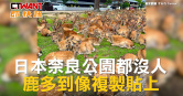 圖說-日本奈良公園都沒人　鹿多到像複製貼上