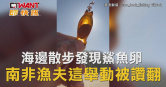 圖說-海邊散步發現鯊魚卵　南非漁夫這舉動被讚翻