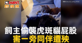 圖說-飼主偷襲虎斑貓屁股　害一旁同伴遭殃