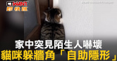 圖說-家中突見陌生人嚇壞　貓咪躲牆角「自助隱形」