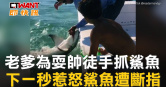 圖說-老爹為耍帥徒手抓鯊魚　下一秒惹怒鯊魚遭斷指