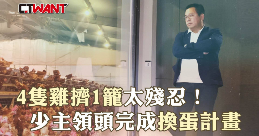 圖說-「4隻雞擠1籠」太殘忍！少主領頭完成「換蛋計畫」