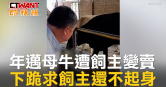 圖說-年邁母牛遭飼主變賣　下跪求飼主還不起身