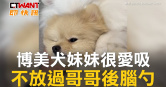 圖說-博美犬妹妹很愛吸　不放過哥哥後腦勺