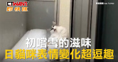 圖說-初嚐雪的滋味　日貓咪表情變化超逗趣