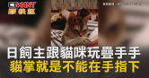 圖說-日飼主跟貓咪玩疊手手　貓掌就是不能在手指下
