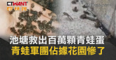 圖說-池塘救出百萬顆青蛙蛋　青蛙軍團佔據花園慘了