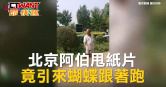 圖說-北京阿伯甩紙片　竟引來蝴蝶跟著跑