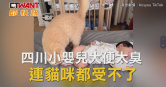 圖說-四川小嬰兒大便太臭　連貓咪都受不了