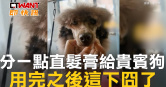 圖說-分一點直髮膏給貴賓狗　用完之後這下囧了