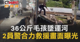 圖說-36公斤毛孩墜運河　2員警合力救援畫面曝光