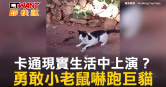 圖說-卡通現實生活中上演？　勇敢小老鼠嚇跑巨貓