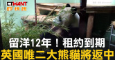 圖說-留洋12年！租約到期　英國唯二大熊貓將返中