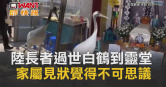 圖說-陸長者過世白鶴到靈堂　家屬見狀覺得不可思議