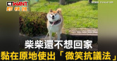 圖說-柴柴還不想回家　黏在原地使出「微笑抗議法」