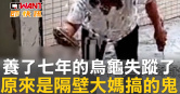 圖說-養了七年的烏龜失蹤了　原來是隔壁大媽搞的鬼