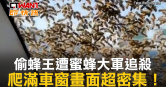 圖說-偷蜂王遭蜜蜂大軍追殺　爬滿車窗畫面超密集！
