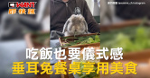 圖說-吃飯也要儀式感　垂耳兔餐桌享用美食