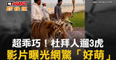 圖說-超乖巧！杜拜人遛3虎　影片曝光網驚「好萌」