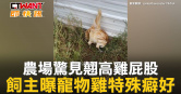 圖說-農場驚見翹高雞屁股　飼主曝寵物雞特殊癖好