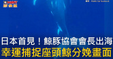 圖說-日本首見！鯨豚協會會長出海　幸運捕捉座頭鯨分娩畫面