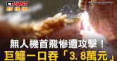 圖說-無人機首飛慘遭攻擊！　巨鱷一口吞「3.8萬元」