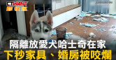 圖說-隔離放愛犬哈士奇在家　下秒家具、婚房被咬爛
