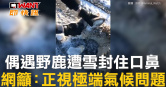 圖說-偶遇野鹿遭雪封住口鼻　網籲：正視極端氣候問題