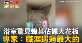 圖說-浴室驚見蜂巢佔據天花板　專家：職涯遇過最大的