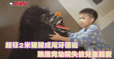 圖說-超狂2米猩猩成尾牙團寵　跳進育幼院失依兒童超愛