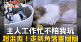 圖說-主人工作忙不陪我玩　超沮喪！走到角落畫圈圈