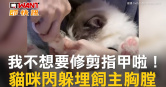 圖說-我不想要修剪指甲啦！貓咪閃躲埋飼主胸膛