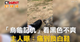 圖說-「烏龜記仇」看黑色不爽　主人曝：痛到換白鞋