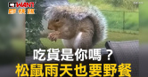 圖說-吃貨是你嗎？松鼠雨天也要野餐
