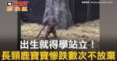 圖說-出生就得學站立！　長頸鹿寶寶慘跌數次不放棄