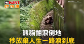 圖說-熊貓翻滾倒地 秒放棄人生一路滾到底