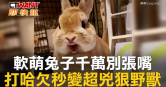 圖說-軟萌兔子千萬別張嘴  打哈欠秒變超兇狠野獸