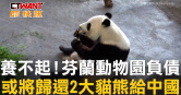 圖說-養不起！芬蘭動物園負債　或將歸還2大貓熊給中國
