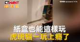 圖說-紙盒也能這樣玩　虎斑貓一玩上癮了