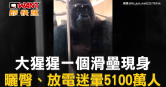 圖說-大猩猩一個滑壘現身　曬臀、放電迷暈5100萬人