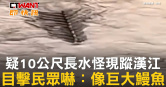 圖說-疑10公尺長水怪現蹤漢江　目擊民眾嚇：像巨大鰻魚