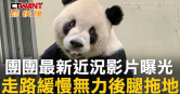 圖說-團團最新近況影片曝光　走路緩慢無力後腿拖地