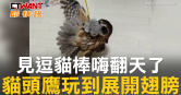 圖說-見逗貓棒嗨翻天了　貓頭鷹玩到展開翅膀