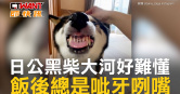 圖說-日公黑柴大河好難懂　飯後總是呲牙咧嘴